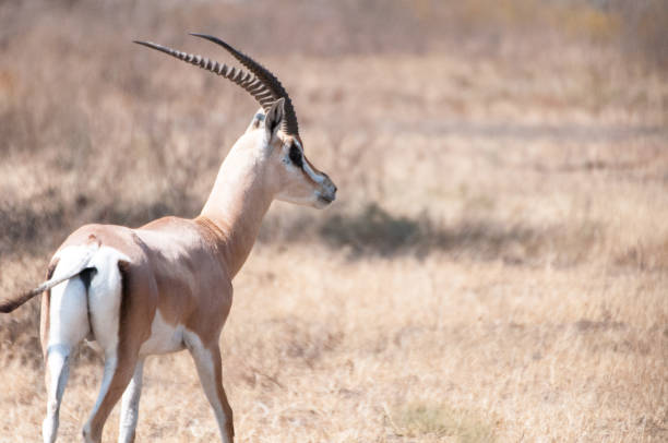 istock Impala in the Serengeti 660939974