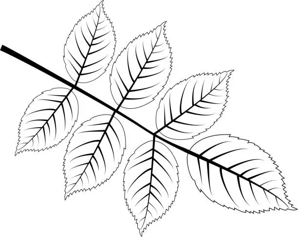Vector illustration of walnut leaf