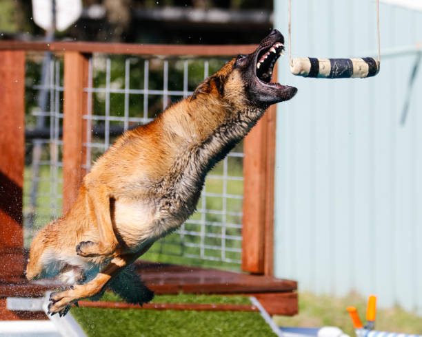 istock Belgian Malinois grabbing a toy 660948420