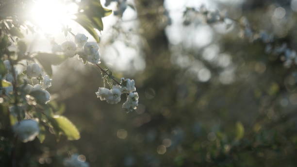 istock Bridalwreath Spirea Pruniflora growing in the Morning Sunlight 660960926