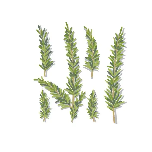 Vector illustration of Fresh Rosemary On White Background.