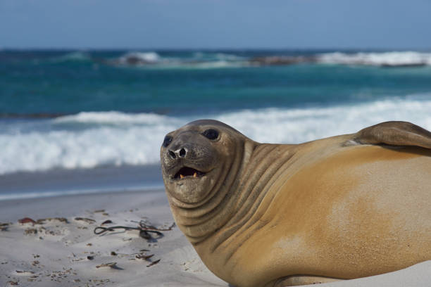 sul do elefante-marinho - animal elephant seal seal yawning - fotografias e filmes do acervo