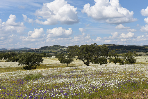 Spring landscape of Alentejo landscape between the village of Redondo and Vila Vicosa, Alentejo region, Portugal