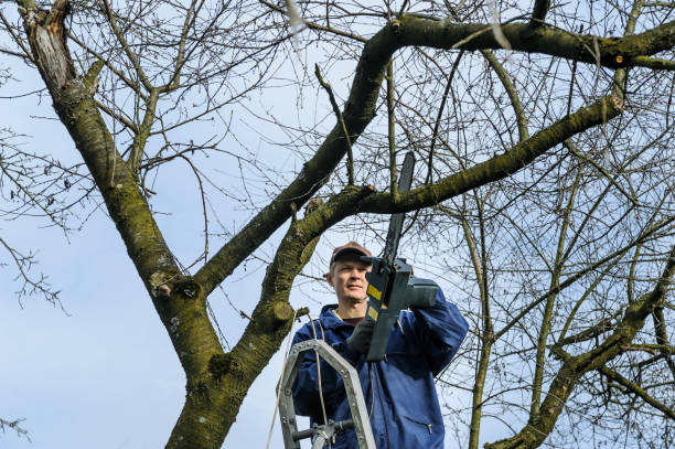 istock Man cutting a branch of withered tree. 660998514