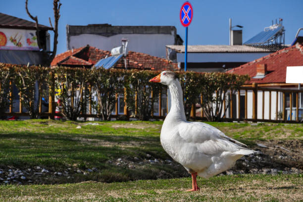 Three ducks walking