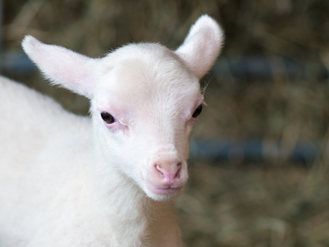 Closeup of a Cute lamb on a farm