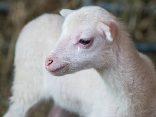 istock Closeup of a Cute lamb on a farm 661024878