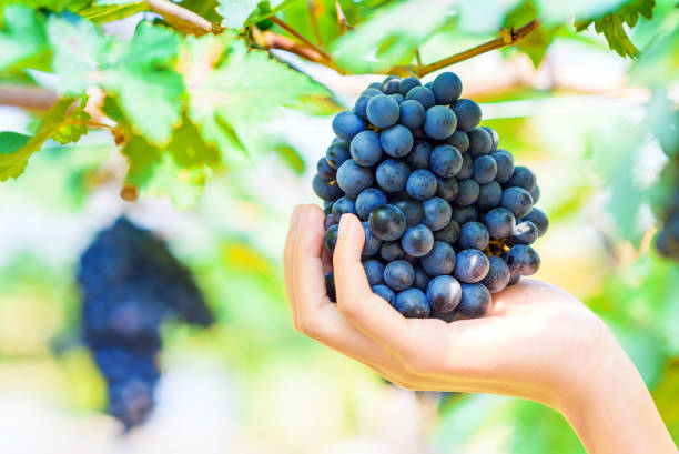 istock hand hold purple red grapes 661029670