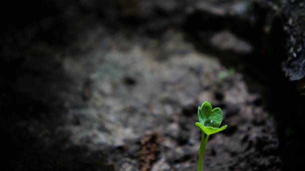 istock Droplet In a Fresh Green Sprout 661032660