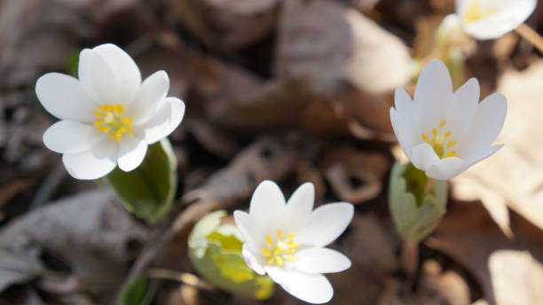 istock High Angle Macro of Early Blooming Bloodroot Flowers 661040554