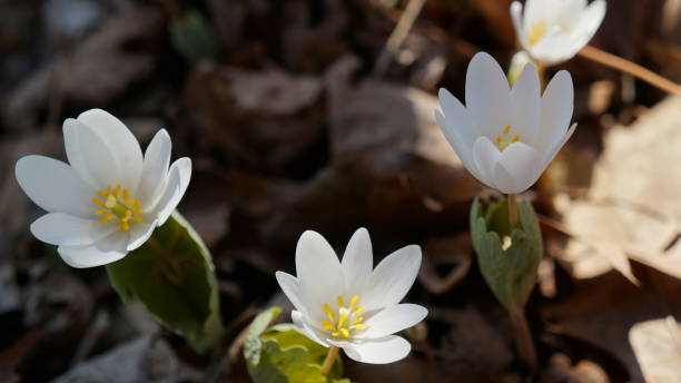 istock High Angle Macro of Early Blooming Bloodroot Flowers 661040588