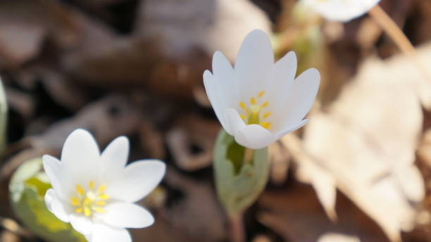 istock High Angle Macro of Early Blooming Bloodroot Flowers 661040596