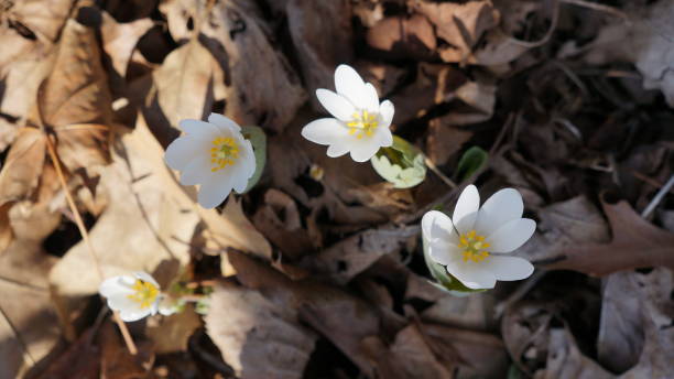 istock High Angle Macro of Early Blooming Bloodroot Flowers 661040606