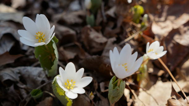 istock Back Lit Bloodroot Flowers Blooming in Early Spring 661040636