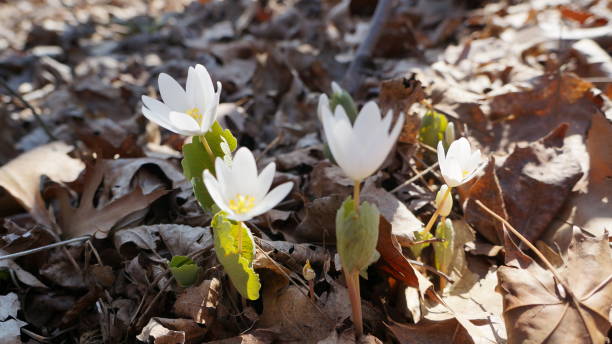 istock White Bloodroot Flower Growing in Early Spring 661040758