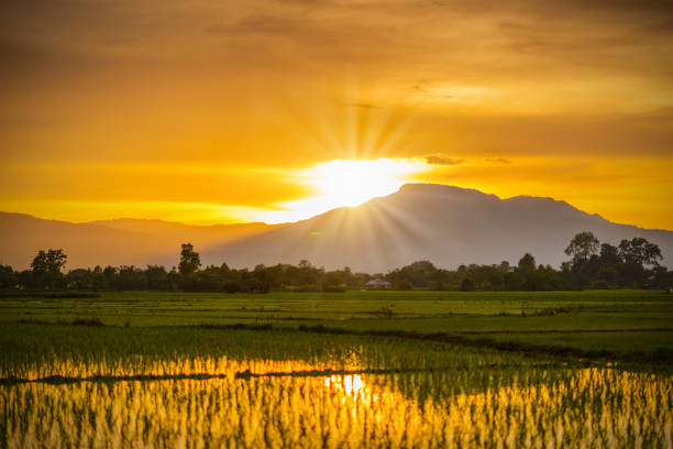 istock rice field and beautiful sunset 661043164