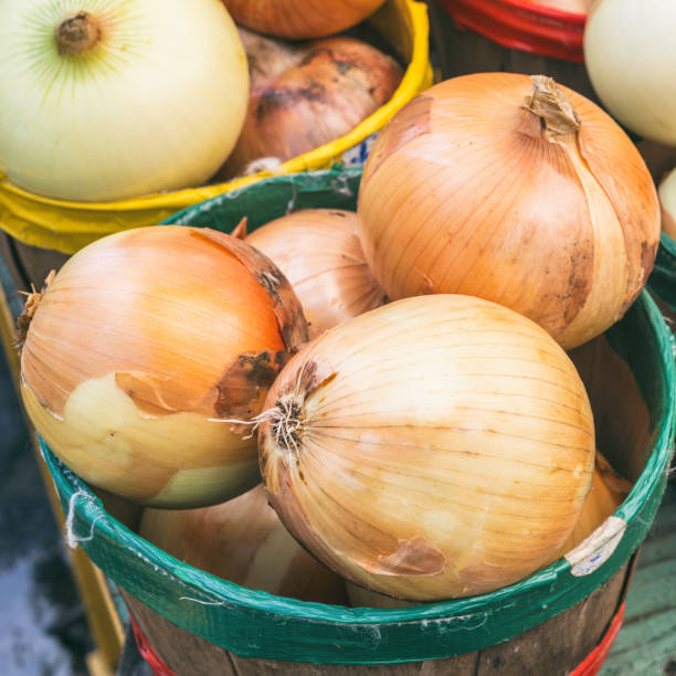 istock Yellow onions in baskets with vintage effect 661050952
