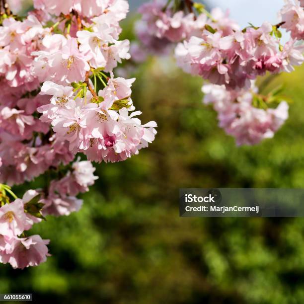 Spring Pink Flowers Prunus Kanzan Kwanzan Cherry Blossom Stock Photo - Download Image Now