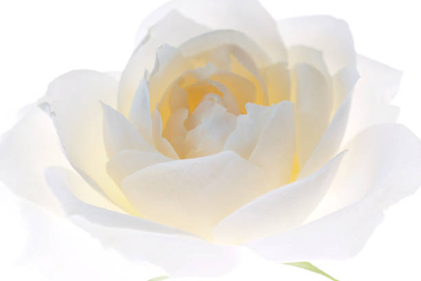 istock White rose flower closeup isolated on white background 1 661055908