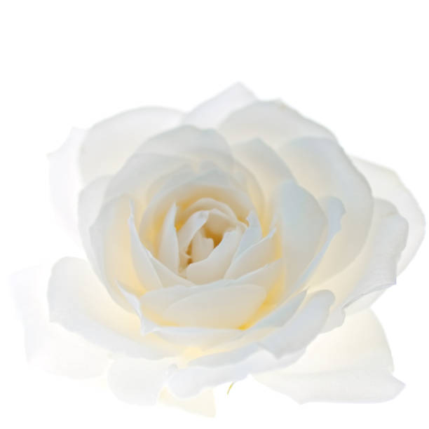 White rose flower closeup isolated on white background 2