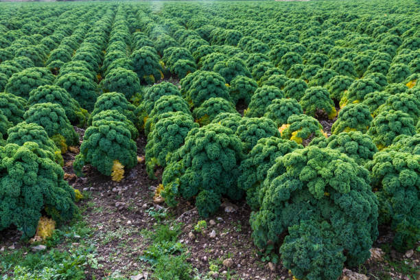 Field of curly kale cultivated in rows - fotografia de stock