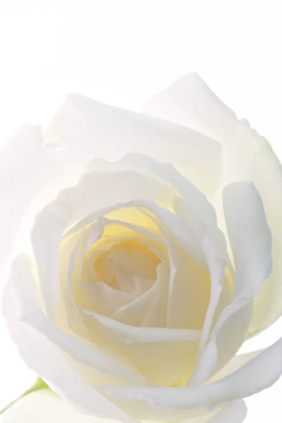 istock White rose flower closeup isolated on white background 3 661056442