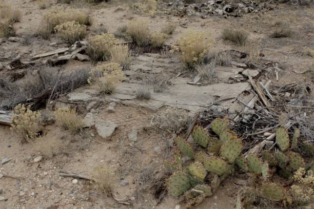 istock Abandoned Foundation Overgrown with Chaparral and Cactus 661058632
