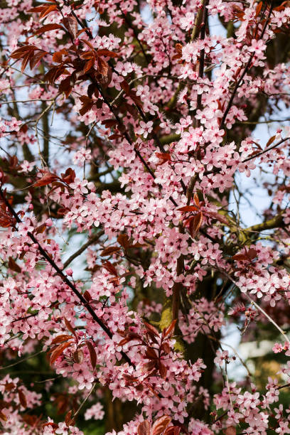 (プルナス セラシフェラ ニグラ) 桜梅開花 ストックフォト