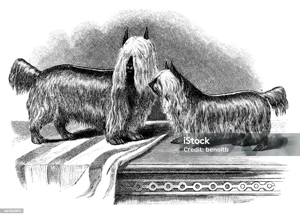 Yorkshire Terrier Yorkshire Terrier - scanned 1878 engraving Dog stock illustration