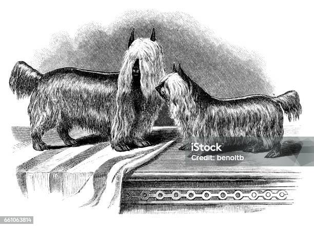 Yorkshire Terrier Stock Illustration - Download Image Now - Dog, Victorian Style, Engraved Image