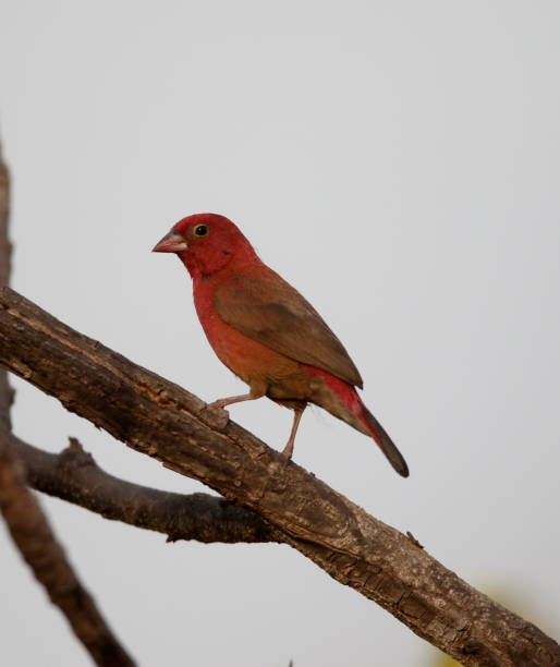 istock Red-billed firefinch, Lagonosticta senegala 661066452
