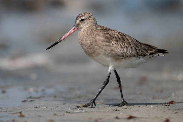 istock Bar-tailed godwit, Limosa lapponica 661068466