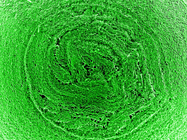 Green macro world texture background. Roll of paper macro