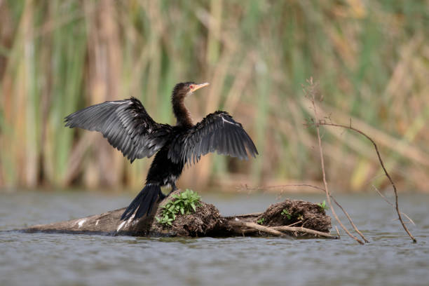 istock Long-tailed cormorant, Phalacrocorax africanus 661081184