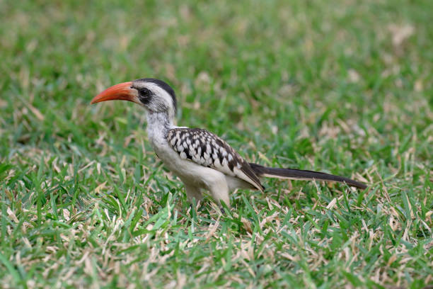 istock Red-billed hornbill, Tockus erythrorhynchus 661081684
