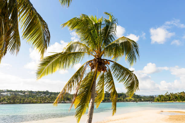 istock Palm tree on Erakor island Vanuatu, nature background, copy space 661081952