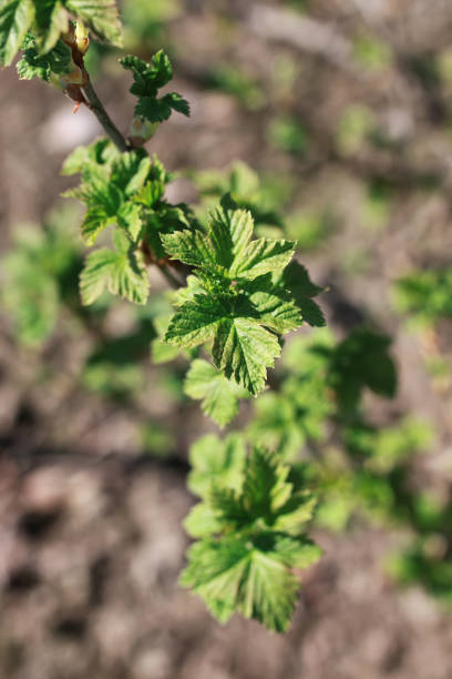 istock new life in spring brunch of tree 661082394