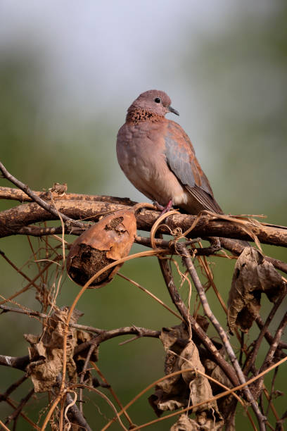 istock Laughing dove, Streptopelia senegalensis 661083026