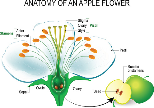 Anatomy of an apple flower. Flower Parts. Detailed Diagram with cross section. useful for study botany and science education. Flower and fruit