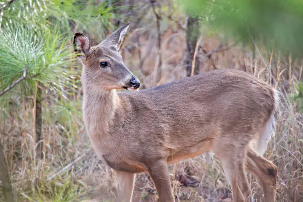 Photo of deer doe looking around depp thick forest