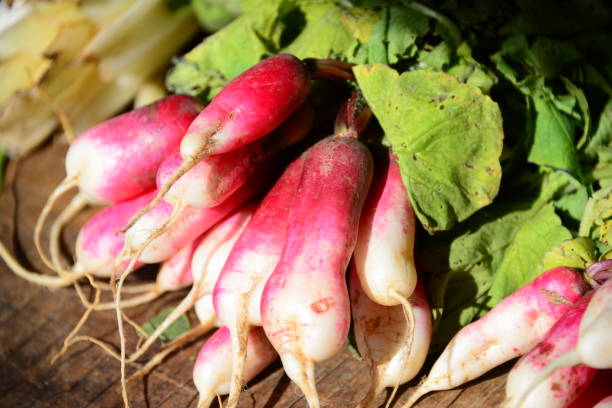 istock Weekly market in Spain - radishes 661111570