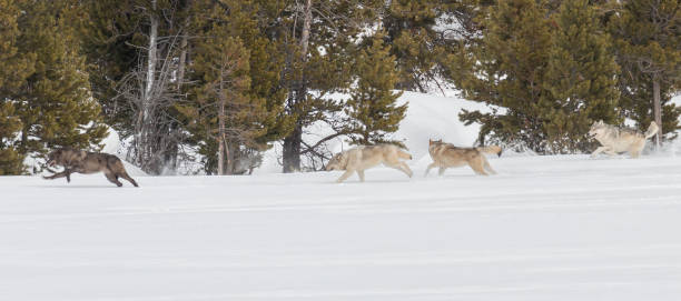 istock Canyon Pack wolves running through the snow. 661113126