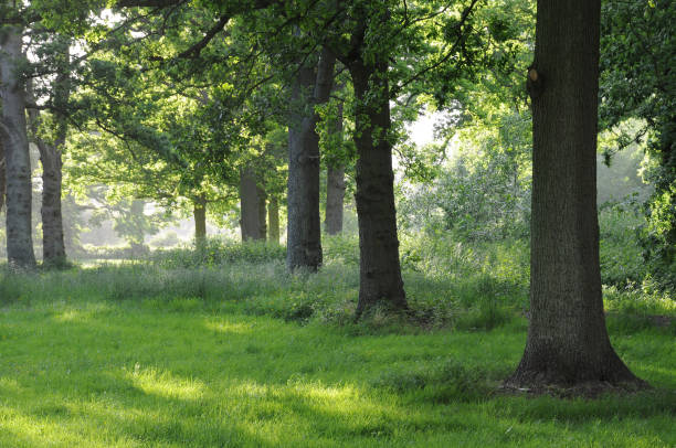 através das árvores - glade light dappled tree - fotografias e filmes do acervo