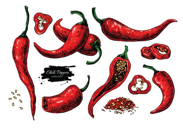 illustrations, cliparts, dessins animés et icônes de piment rouge main dessinée illustration vectorielle. objet de légumes style artistique. isolé chaud épicé - chili pepper