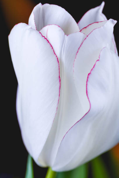 istock White Tulip with Red Edge Lines, Close Up 661143276