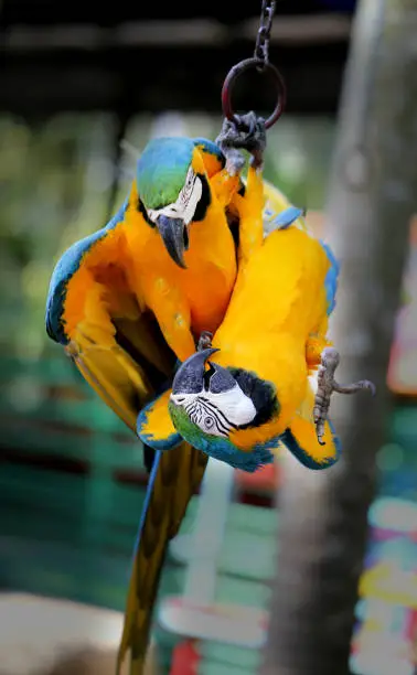 Fun photo with big beautiful macaw parrots