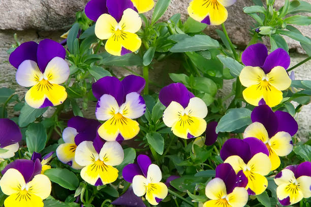 istock Beautiful bright violet and yellow spring pansies 661144614
