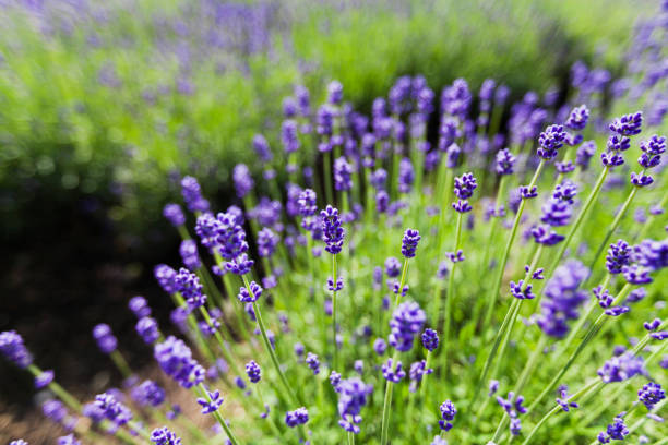 Lavender Flowers in the Garden