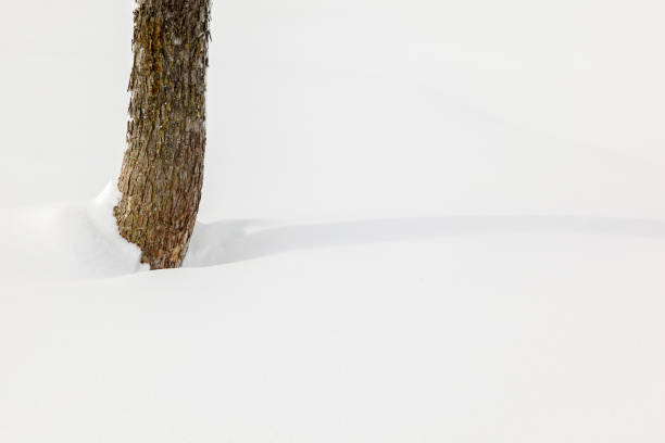 istock Beautiful winter tress covered by snow 661193808