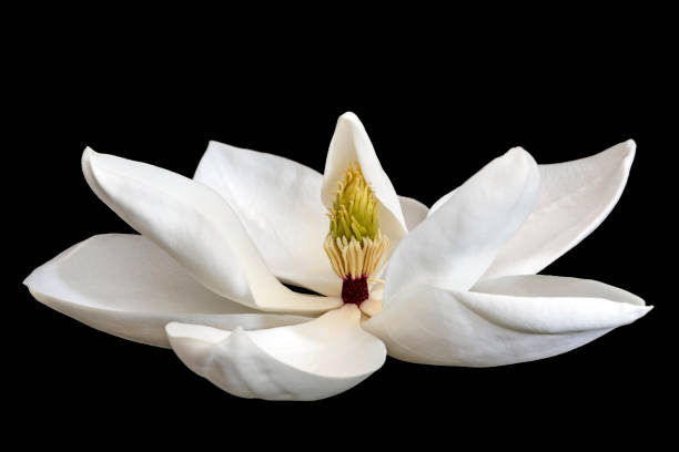 istock Magnolia Flower Isolated on Black 661209602